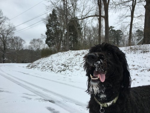A black dog with snow on its face stands happily in a snowy landscape, with trees and a road in the background.