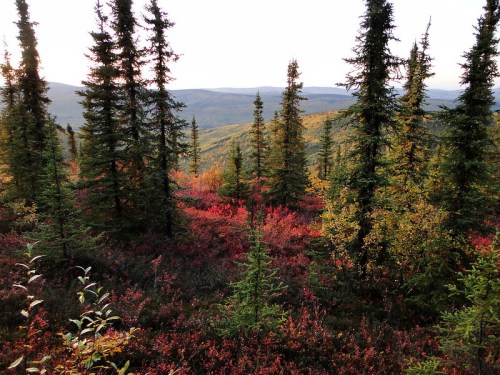 A scenic view of a forest with evergreen trees and vibrant autumn foliage in the foreground and rolling hills in the background.