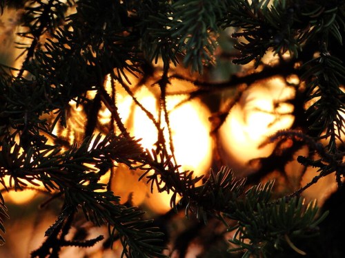 Sunlight filters through dark green branches, creating a warm, golden glow in the background.