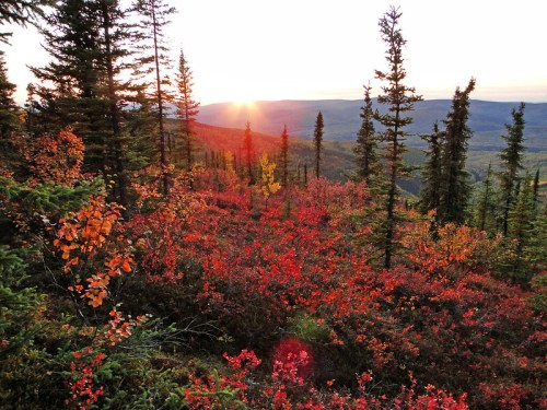A vibrant sunset over a forested landscape, with red and orange foliage in the foreground and mountains in the distance.