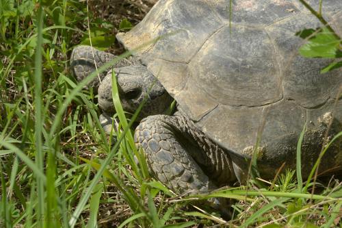 A close-up of a tortoise partially hidden in grass, with its head peeking out and textured shell visible.