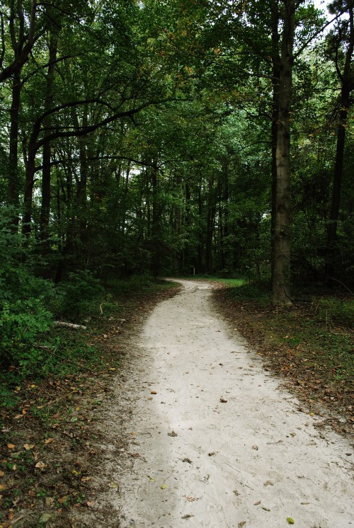 A winding dirt path through a lush green forest, surrounded by tall trees and dense foliage.