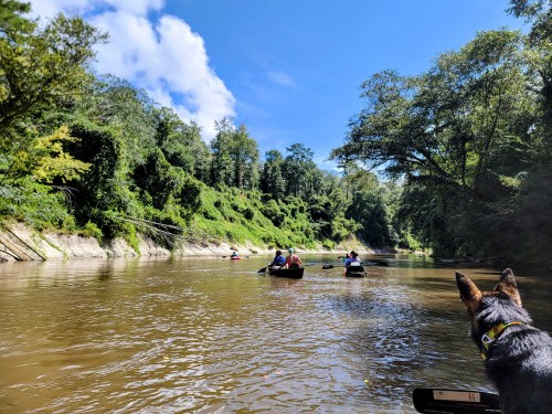 A scenic river view with people kayaking, surrounded by lush greenery and a dog sitting in the foreground.