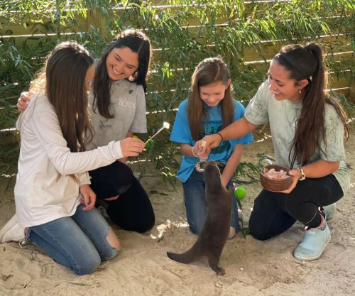 Four girls interact with a playful otter, feeding it treats in a sandy, outdoor setting surrounded by greenery.