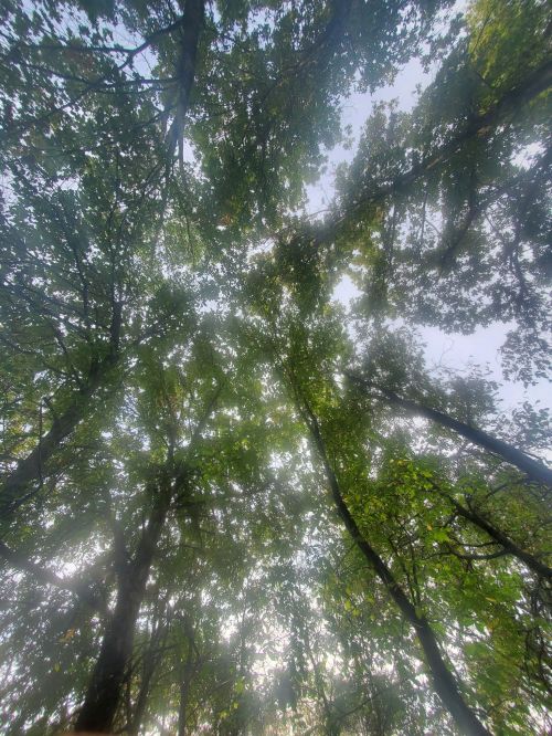 Looking up at a canopy of green leaves and trees against a bright sky.