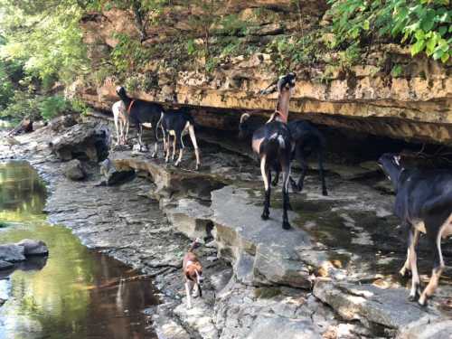 A group of goats walking along a rocky riverbank under a cliff, surrounded by greenery.