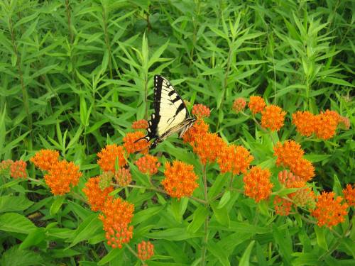 A butterfly perched on vibrant orange flowers amidst lush green foliage.