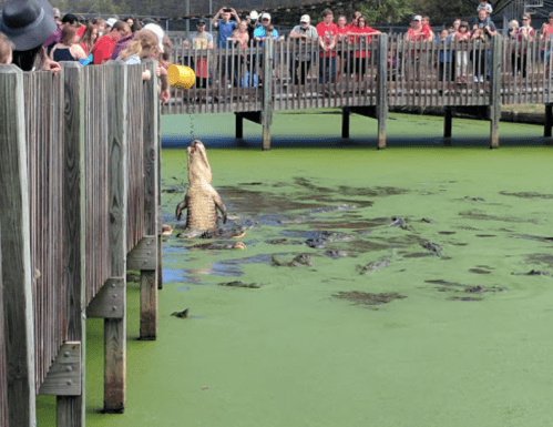 A crowd watches as an alligator rises from a green, algae-covered pond near a wooden pier.