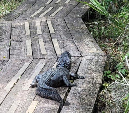 A large alligator resting on a wooden boardwalk in a lush, green environment.