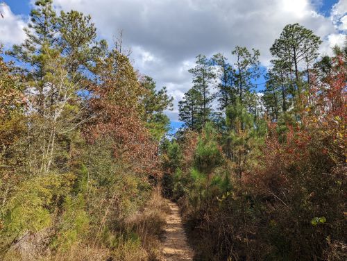 A narrow dirt path winds through a forest of tall trees and colorful foliage under a partly cloudy sky.