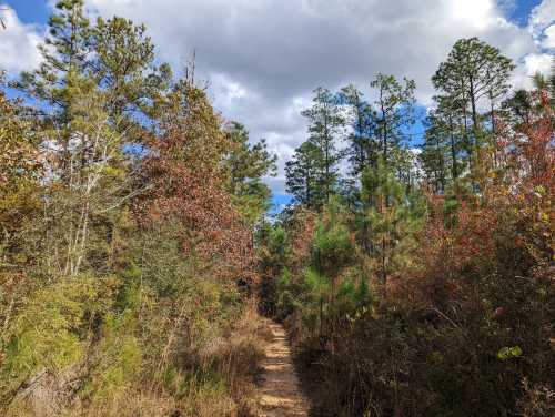 A narrow dirt path winds through a forest of tall trees and colorful foliage under a partly cloudy sky.