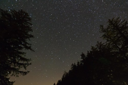 A starry night sky filled with countless stars, framed by silhouettes of tall trees.