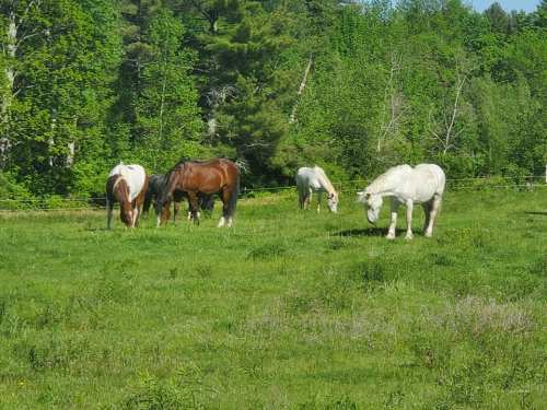 Five horses grazing in a lush green field surrounded by trees.