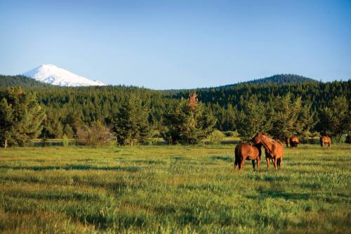 Two horses graze in a lush green field with a snow-capped mountain and forested hills in the background.