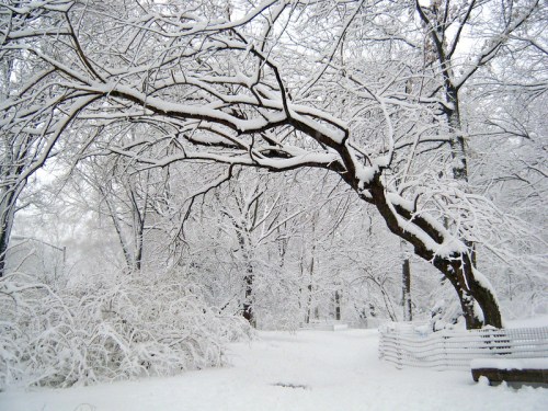 A snow-covered landscape with bare trees and a curved branch, creating a serene winter scene.