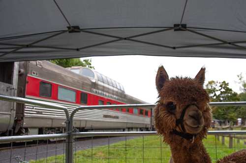 A wet alpaca stands under a tent, with a vintage train visible in the background.