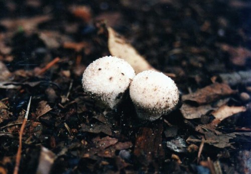 Two small, round mushrooms with a fuzzy white surface, growing on dark, leaf-covered soil.