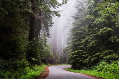 A winding road through a misty forest, surrounded by tall trees and lush greenery.