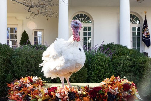 A turkey stands on a pedestal surrounded by autumn leaves in front of a white building with columns.