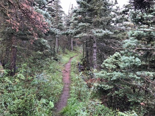 A narrow dirt path winding through a dense forest of green trees and shrubs.