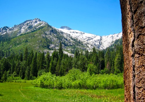 A scenic view of snow-capped mountains behind a lush green meadow and tall trees under a clear blue sky.