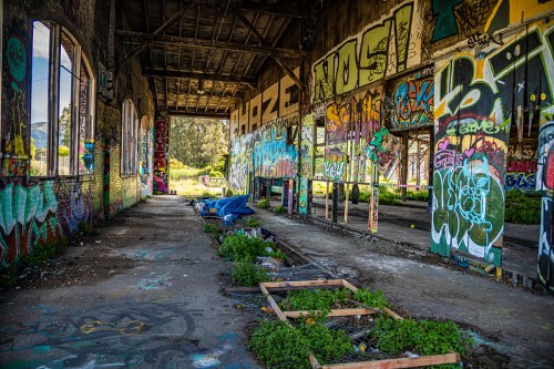 An abandoned building interior covered in vibrant graffiti, with overgrown plants and sunlight streaming through windows.