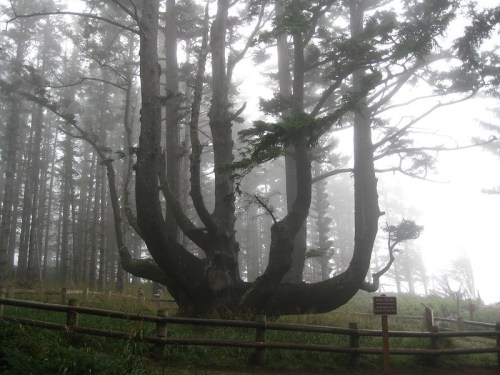 A large, twisted tree with multiple branches stands in a foggy forest, surrounded by a wooden fence.