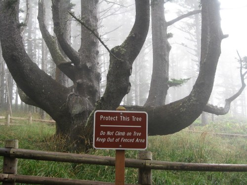 A large, twisted tree in fog with a sign reading "Protect This Tree. Do Not Climb on Tree. Keep Out of Fenced Area."