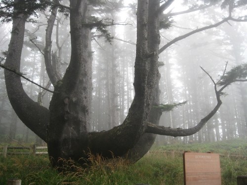 A large, twisted tree stands in a foggy forest, with a wooden sign nearby and lush greenery surrounding it.