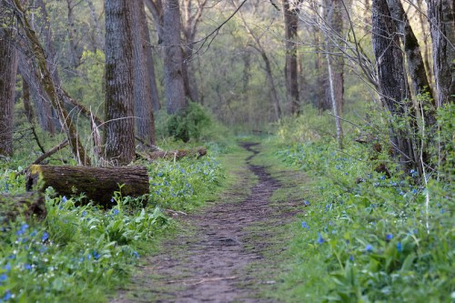A winding dirt path through a lush forest, lined with green foliage and blue flowers.