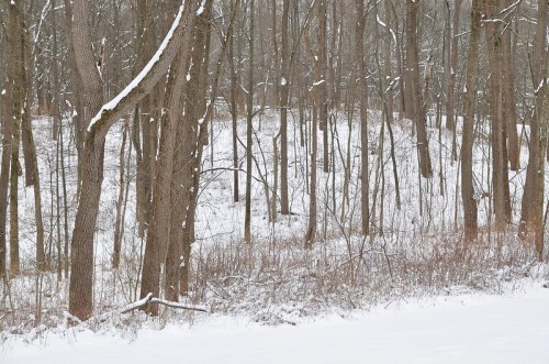 A snowy forest scene with bare trees and a white, snow-covered ground.