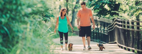 A woman and man walk two small dogs along a sunny path surrounded by greenery.