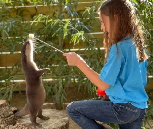 A child feeding a standing otter with a treat on a stick, surrounded by greenery.