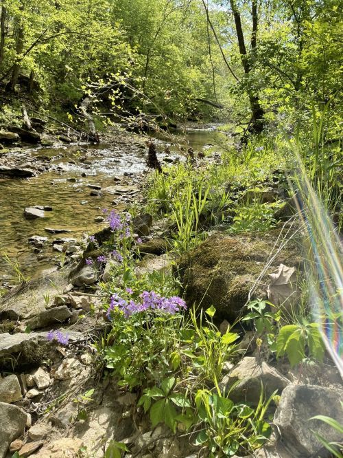 A serene stream surrounded by lush greenery and purple wildflowers on a sunny day.