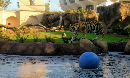 A tiger walks near a pond with a blue ball, surrounded by rocks and greenery in a zoo setting.