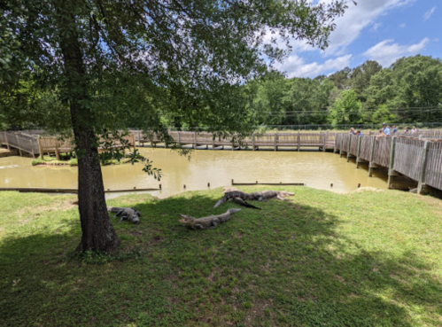 A view of a muddy pond with wooden walkways and alligators resting on the grass under a tree.