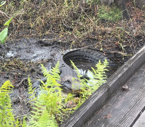 A large alligator rests in a muddy area surrounded by ferns and vegetation.
