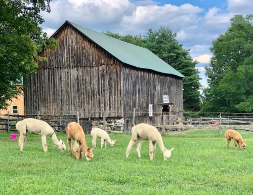 A group of alpacas grazing in a green field near a rustic wooden barn under a partly cloudy sky.
