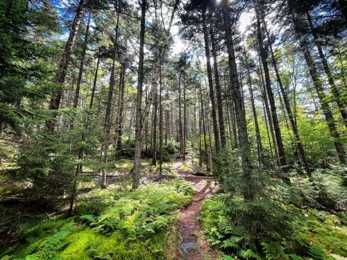 A serene forest scene with tall trees, lush ferns, and a winding path illuminated by sunlight.