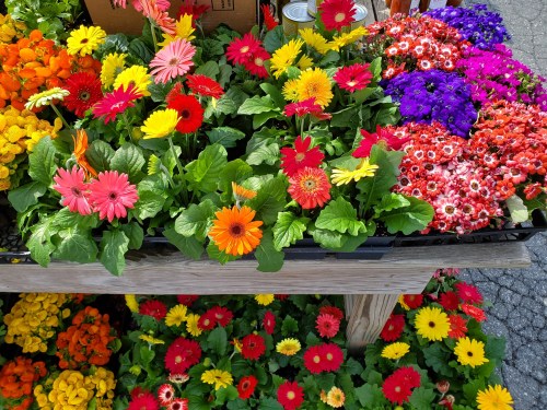 A vibrant display of colorful flowers, including gerbera daisies and other blooms, arranged on a wooden table.