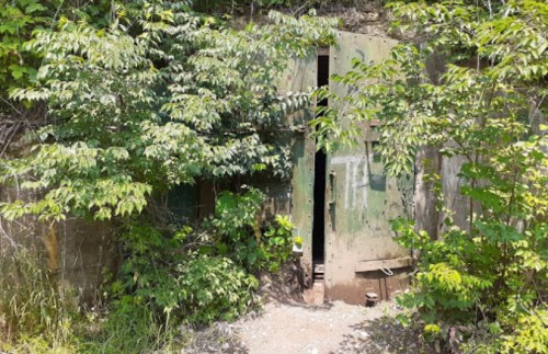 A weathered green door partially open, surrounded by dense greenery and trees, leading into a hidden entrance.