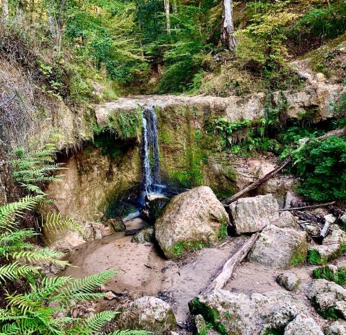 A small waterfall cascades over rocky terrain, surrounded by lush greenery and ferns in a serene forest setting.