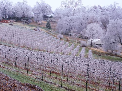 Frost-covered vineyard with rows of grapevines and trees in a winter landscape.