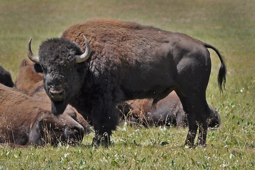 A bison stands in a grassy field, with other bison resting in the background under a clear sky.