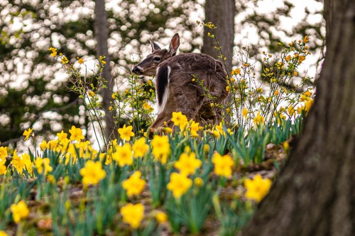 A deer stands among vibrant yellow daffodils in a wooded area, surrounded by trees.