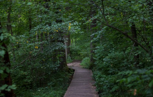 A winding wooden path through a lush green forest, surrounded by dense trees and foliage.