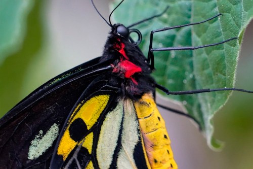 Close-up of a colorful butterfly with yellow and black wings, perched on a green leaf.