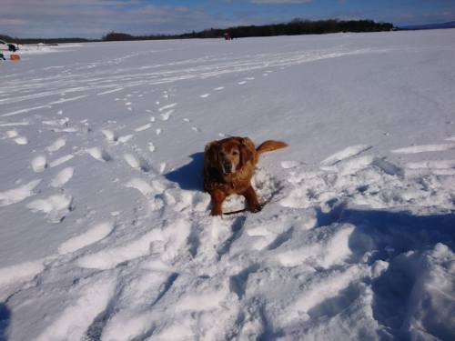 A brown dog playing in the snow on a sunny day, surrounded by a snowy landscape.
