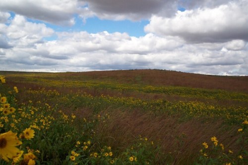 A vibrant field of yellow flowers under a cloudy sky, with rolling hills in the background.