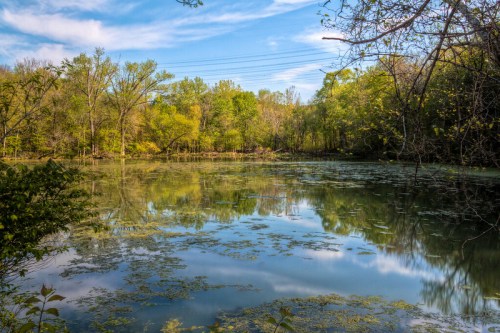 A serene pond surrounded by lush greenery and trees, reflecting the blue sky and clouds above.